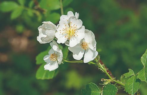 ノバラの花。ピュアエッセンシャル オイルにはノバラの精油を配合